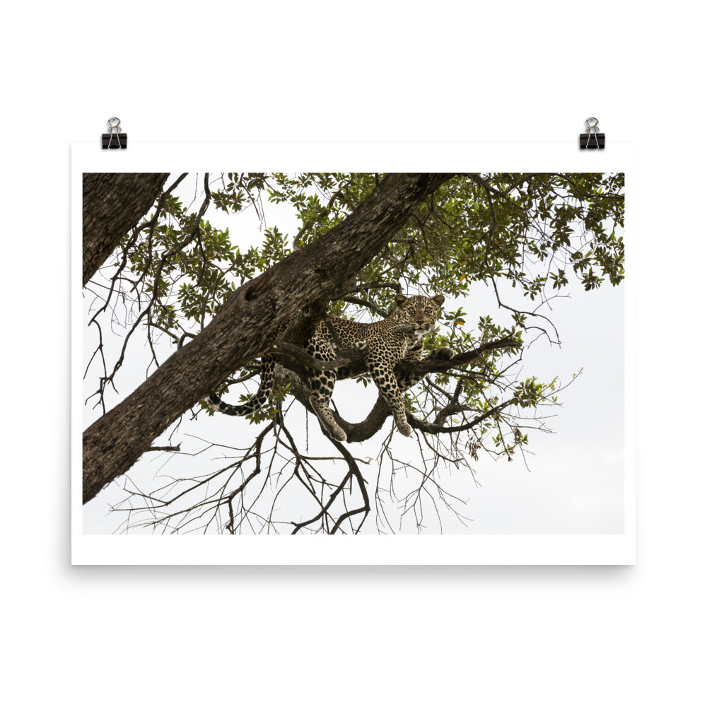 Wall art color photography print poster of a cheeta on a high tree