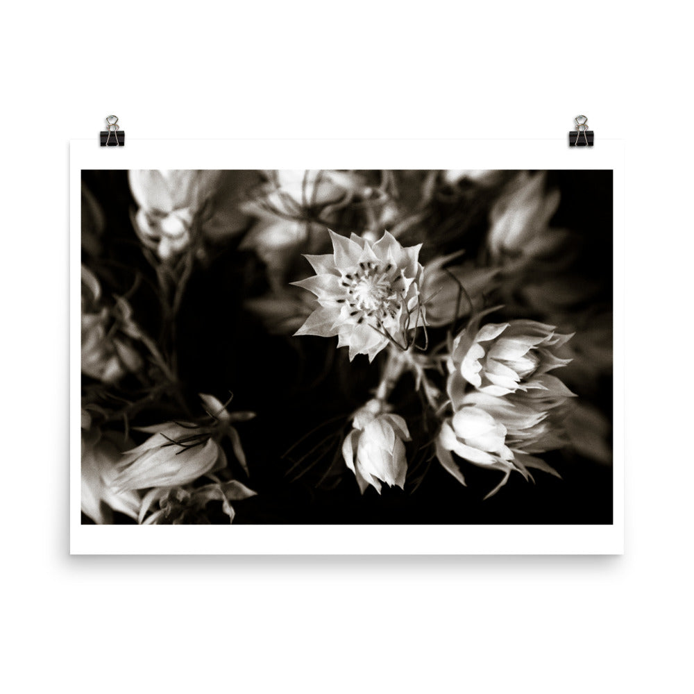 Wall art photography print poster of black and white image of blushing bride flower