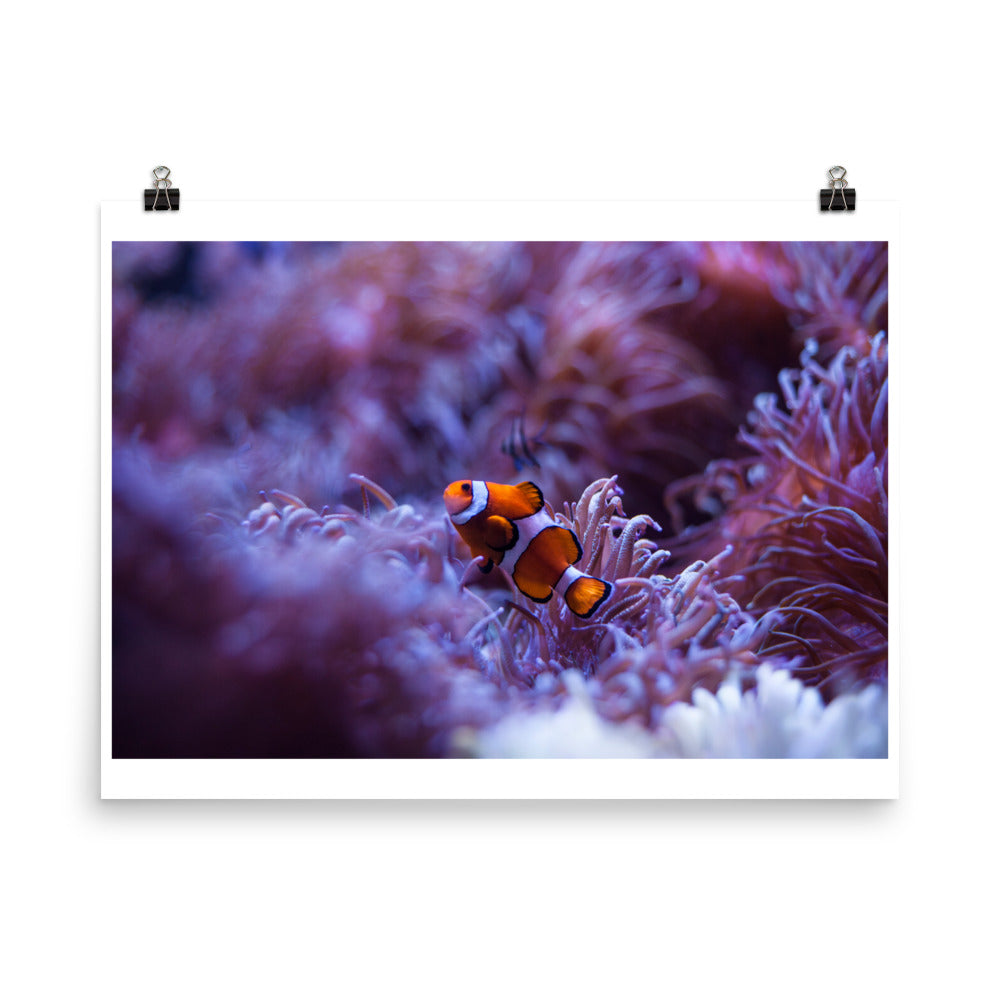 Wall art print poster of a clownfish in coral reefss