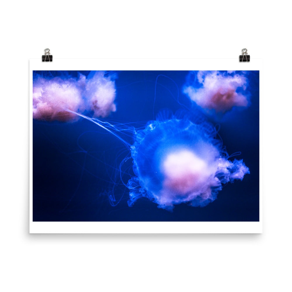 Wall art color photography print poster of jellyfish in Australia