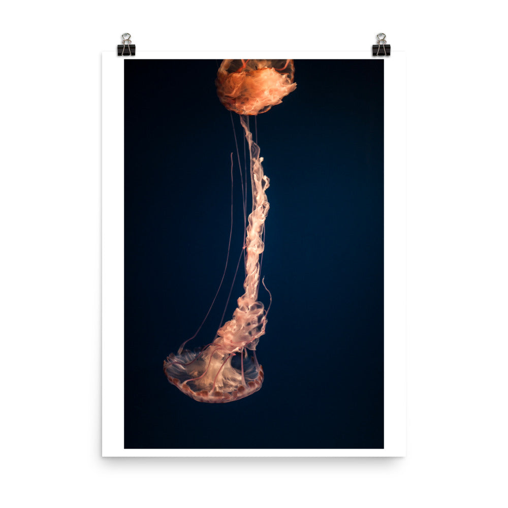 Wall art color photography print poster of jellyfish