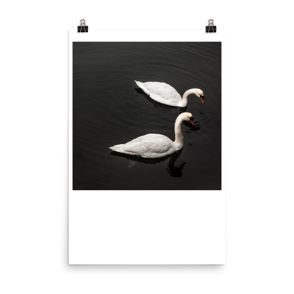 Wall art photography print poster of Swans in a black lake