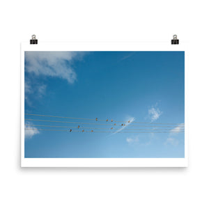 Wall art color photography print poster of birds sitting inline in Miami Florida