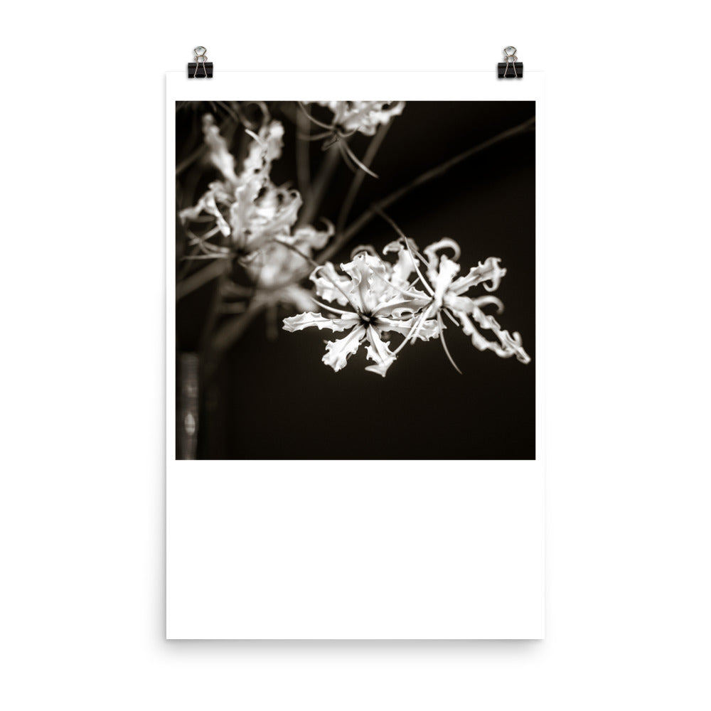 Wall art photography print poster of black and white image of flowers