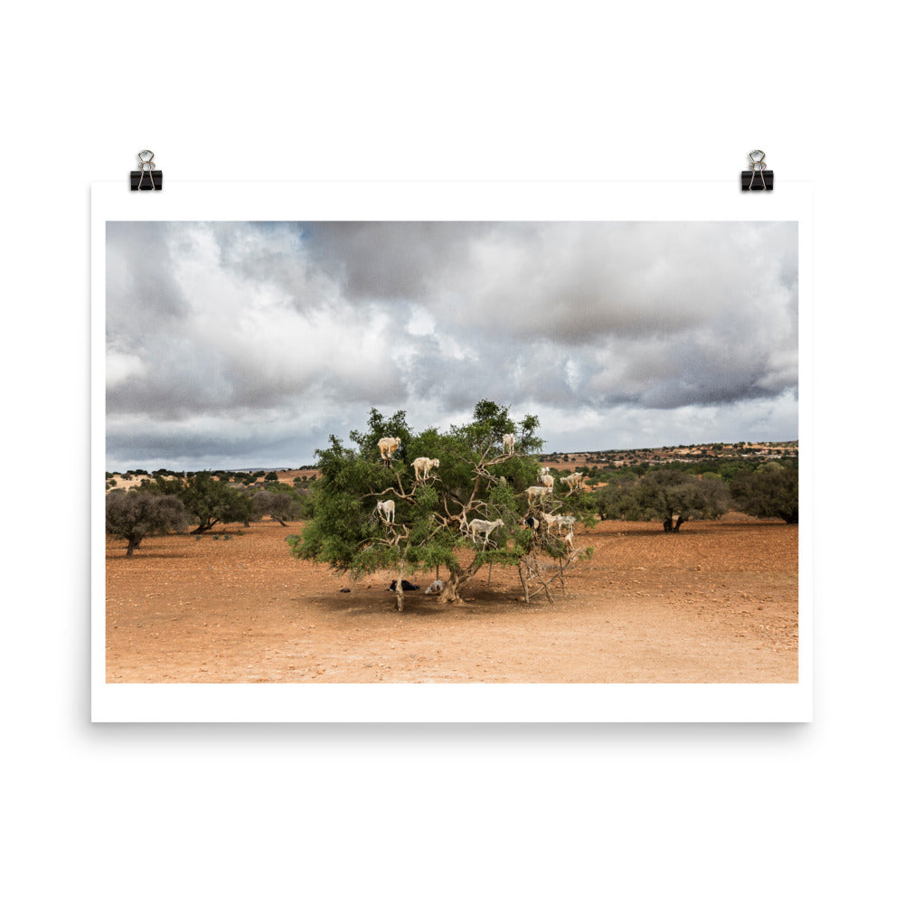 Wall art color photography print poster of sheeps on a tree in Ounagha Morocco near Marrakech