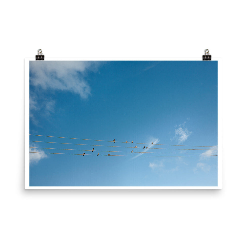 Wall art color photography print poster of birds sitting inline in Miami Florida