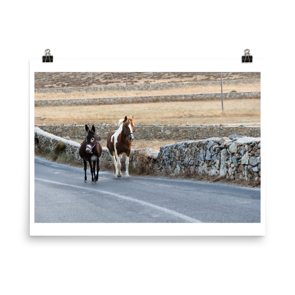 Wall art color photography print poster of horses walking on a road in Mykonos Greece