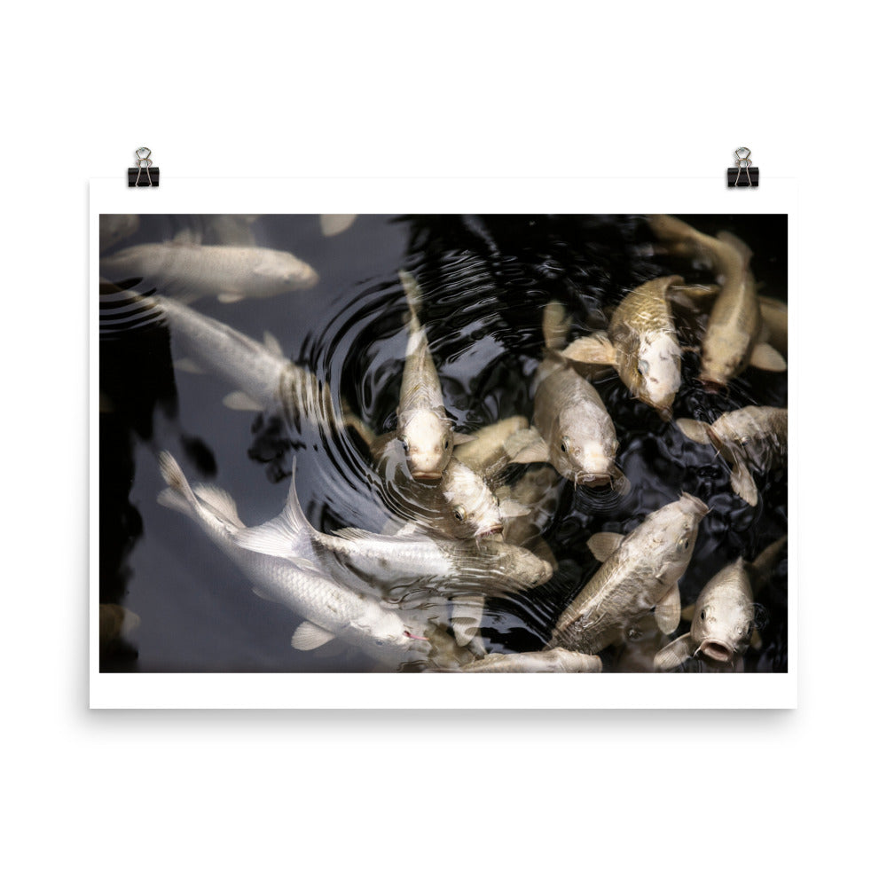 Wall art color photography print poster of Grass carp on a fish pound in Bali, Indonesia