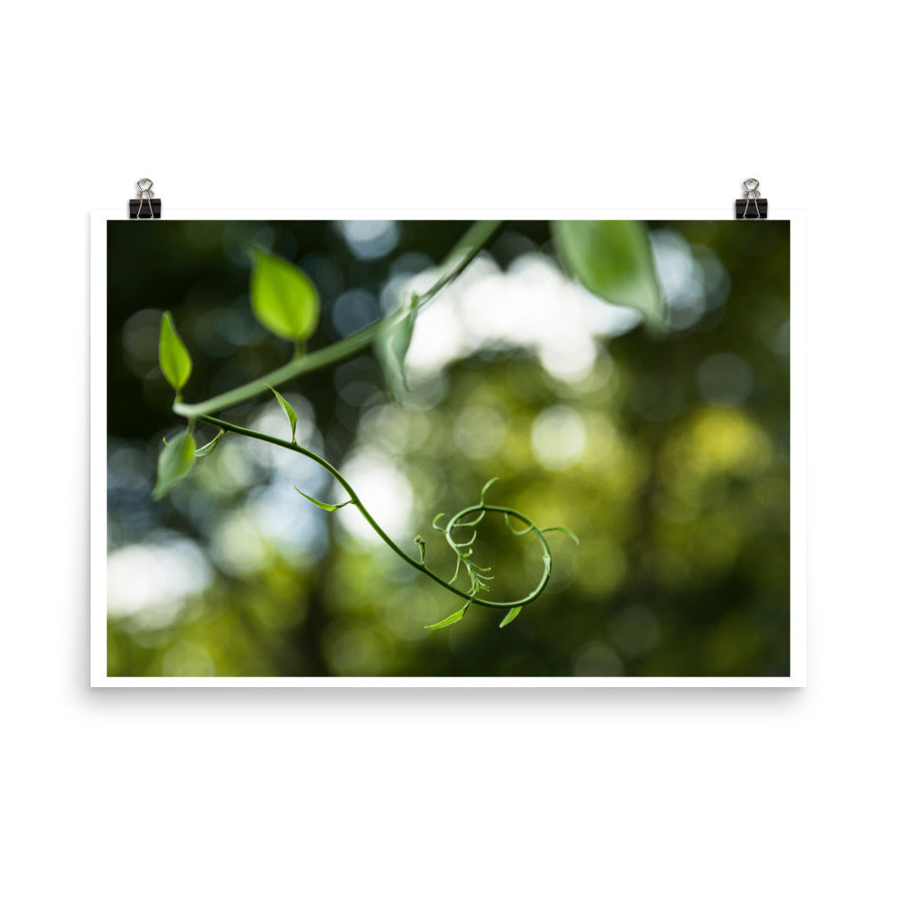 Wall art color photography print poster of leaves in Connecticut USA