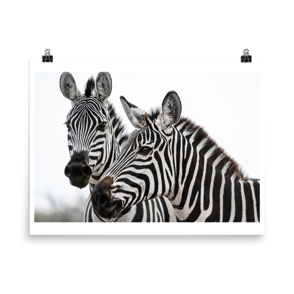 Wall art photography print poster of two zebras in Kenya Africa