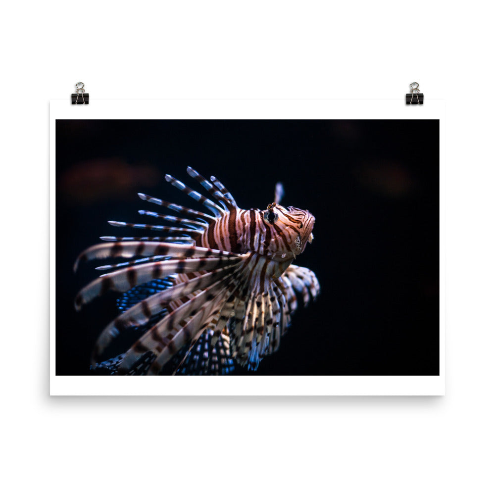 Wall art color photography print poster of lion fish underwater