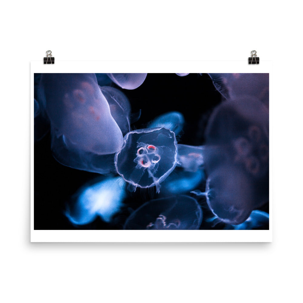 Wall art photography print poster of jellyfish in Sydney Australia