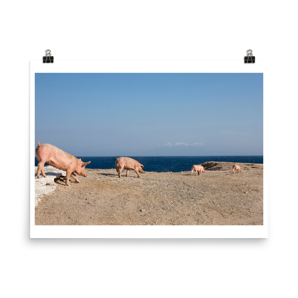 Wall art color photography print poster of pigs walking on a beach in Mykonos