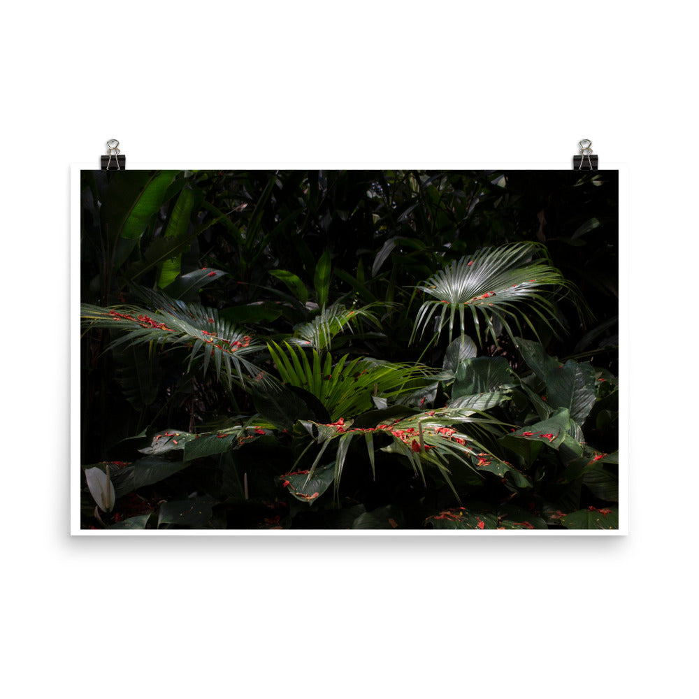 Wall art color photography print poster of a native plant from Brazil, Praia Preta