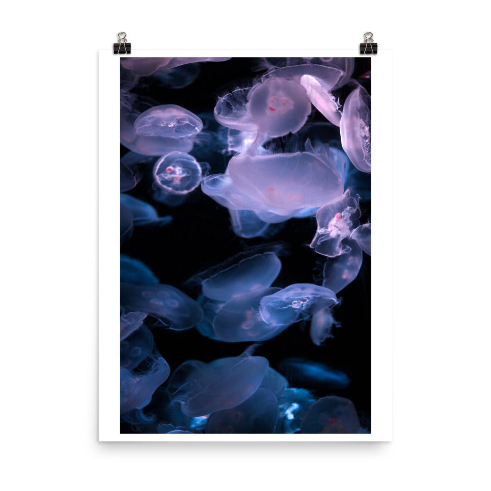 Wall art color photography print poster of Pink and Blue Jellyfish 