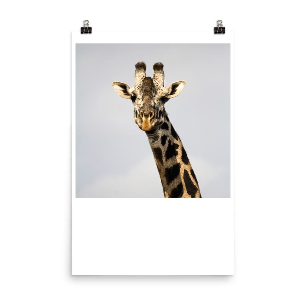 Wall art color photography print poster of a giraffe in Kenya Africa.