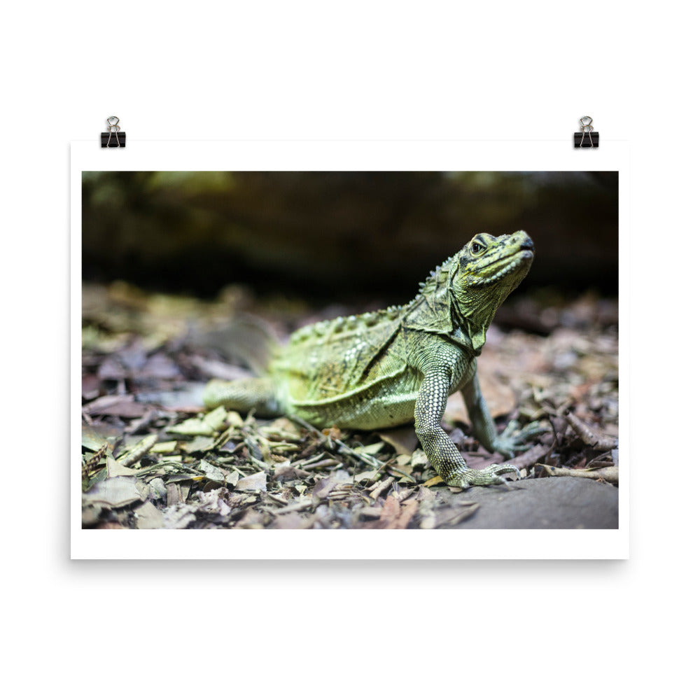 Wall art color photography print poster of a green lizard in Sydney Australia