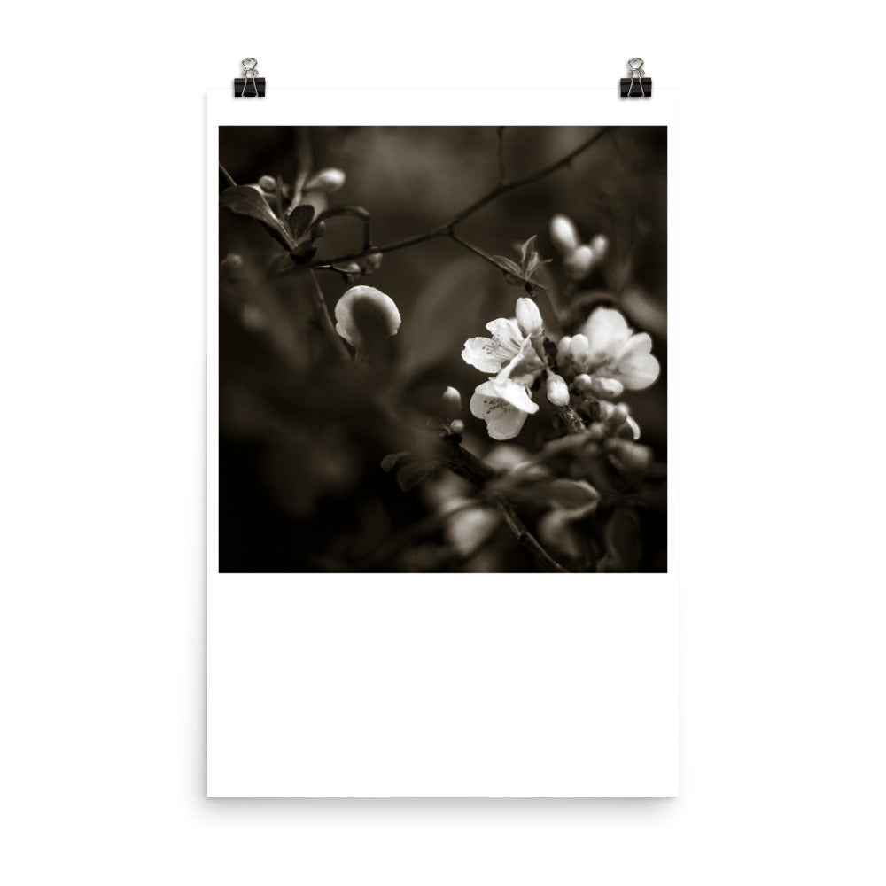 Wall art photography print poster of white quince flowers on a branch in black and white.