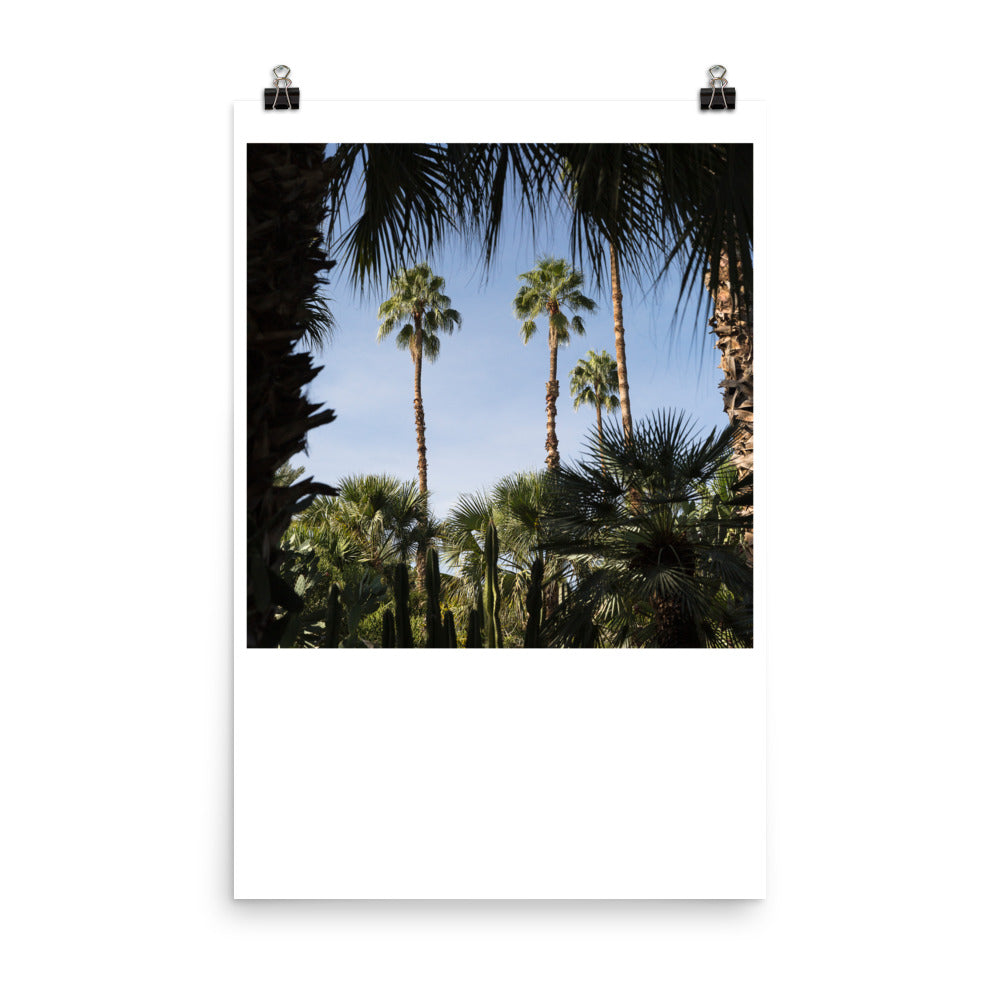 Wall art color photography print poster of palm trees at Jardin Majorelle in Marrakech Morocco