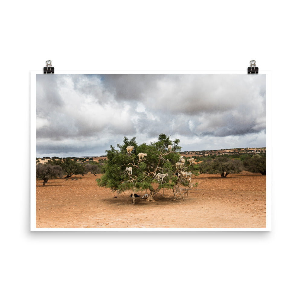 Wall art color photography print poster of sheeps on a tree in Ounagha Morocco near Marrakech