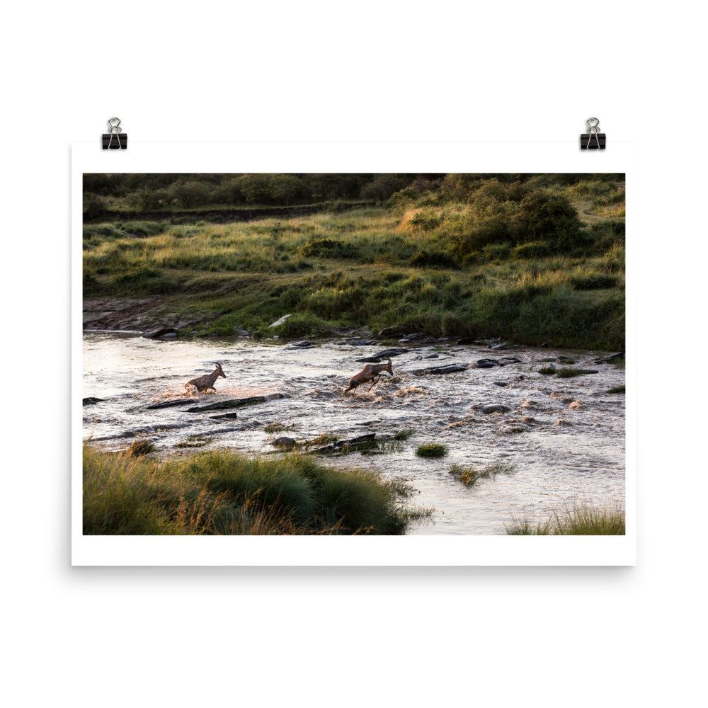 Wall art color photography print poster of impalas crossing a river in Kenya Africa.