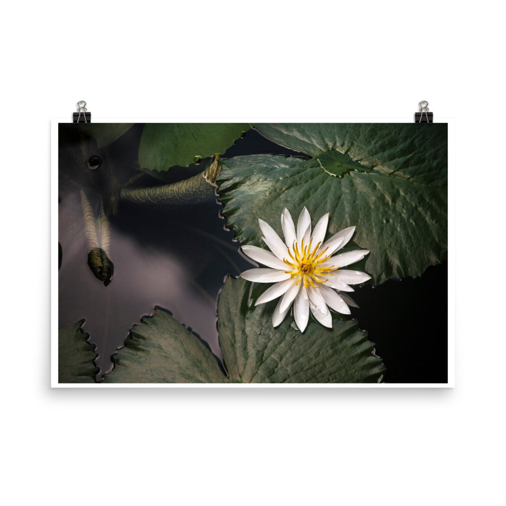 Wall art print poster of a lotus flower on water