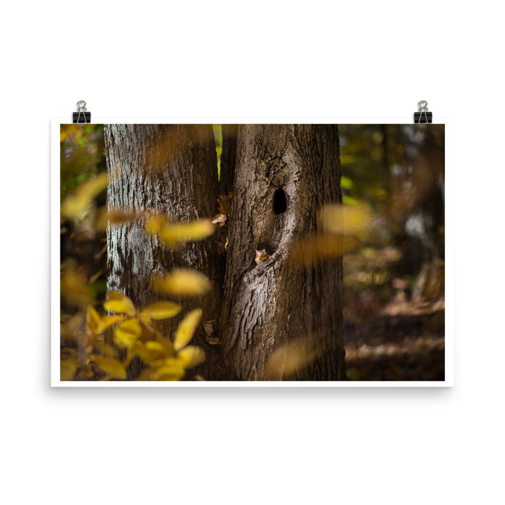 Wall art photography print poster of squirrel in a tree hole in Connecticut USA Fall