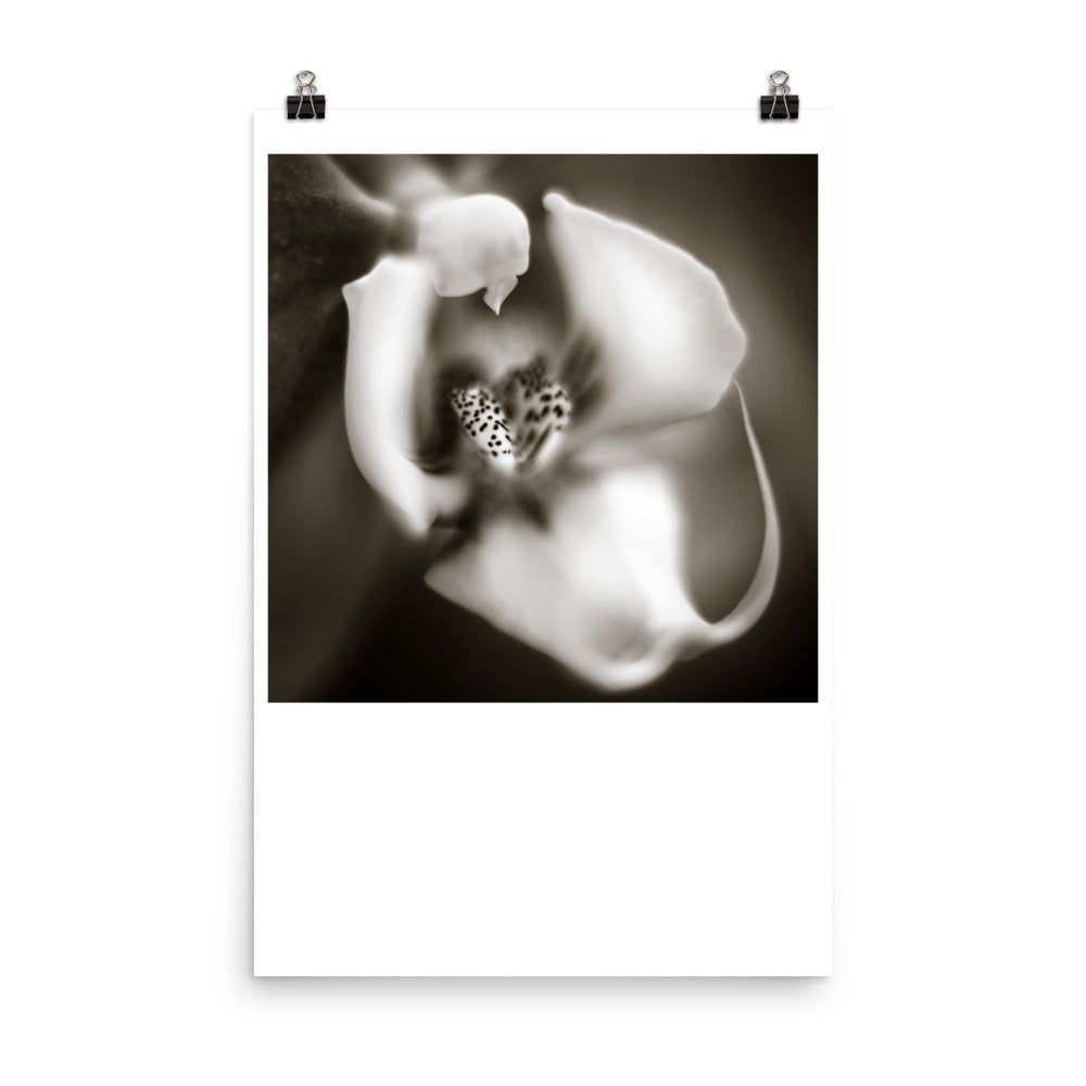 Wall art photography print poster of close up of an orchid in black and white