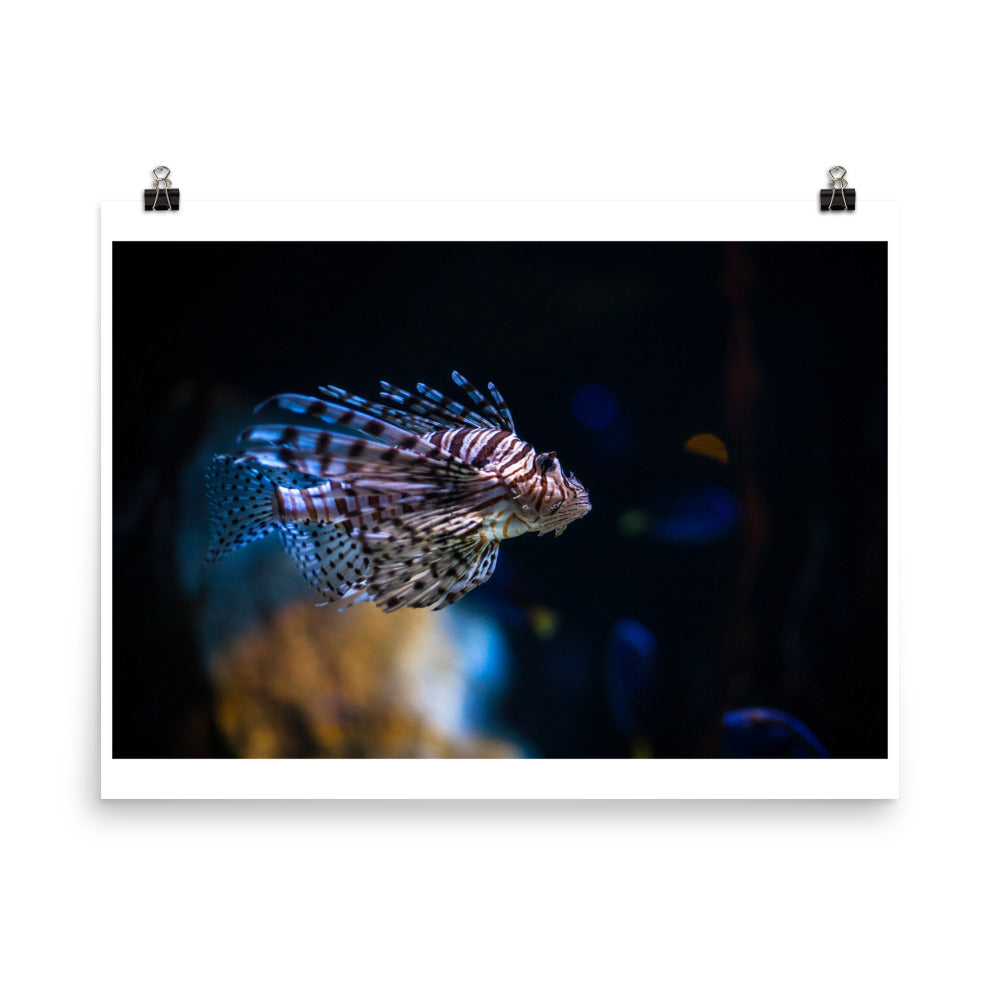 Wall art color photography print poster of Lionfish underwater