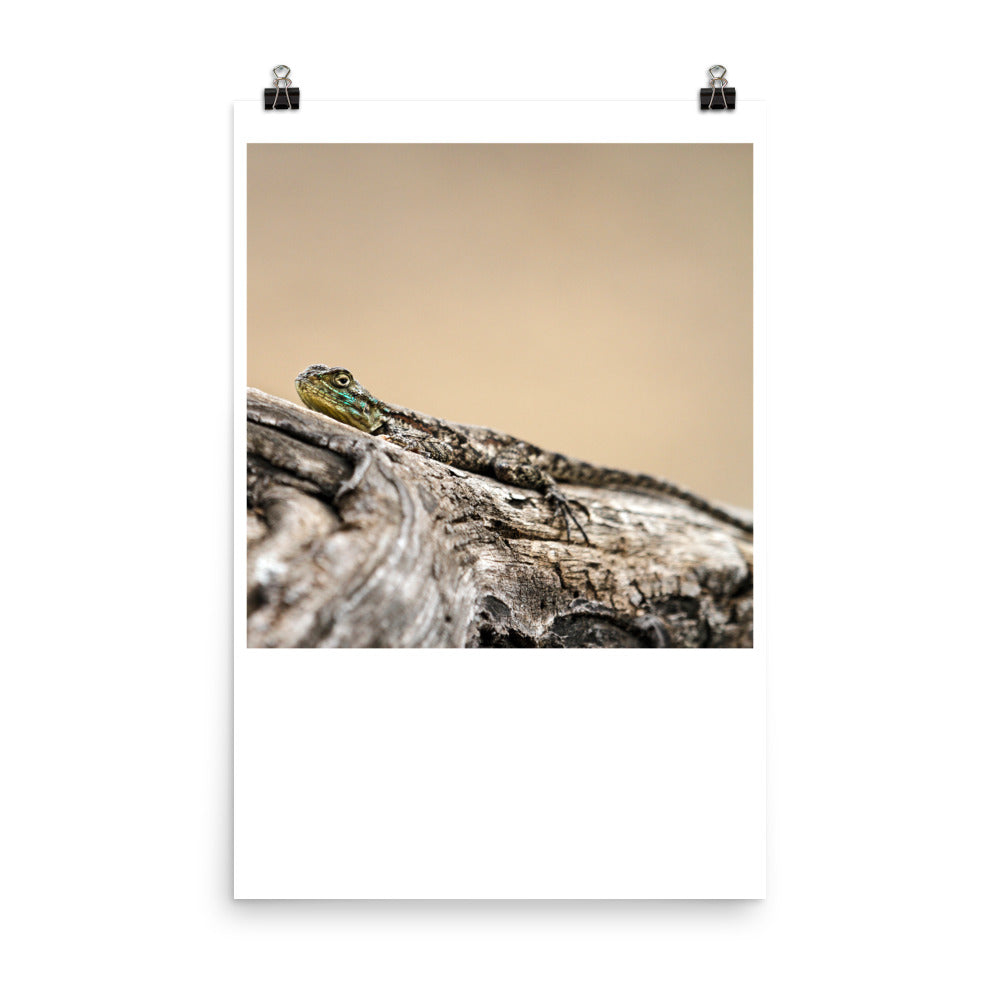 Wall art color photography print poster of a lizard in Sydney Australia