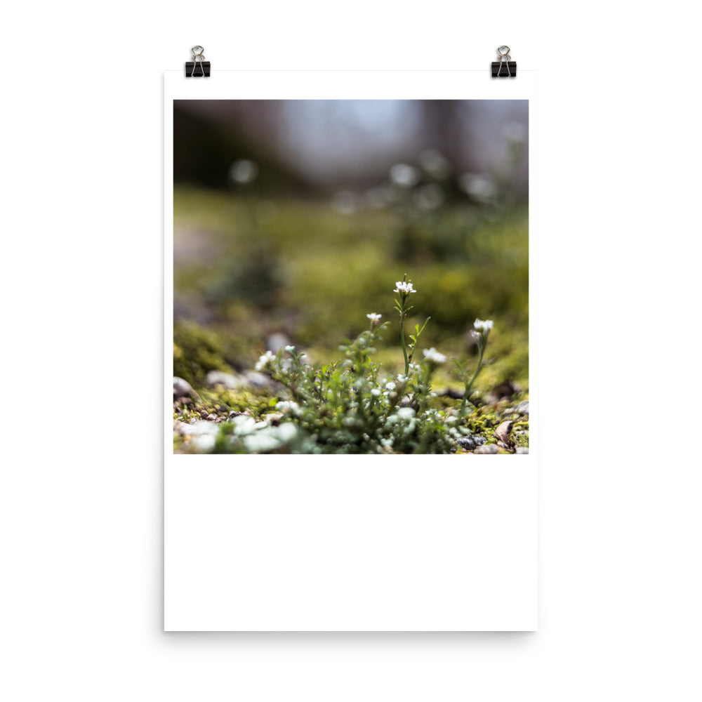 Wall art color photography print poster of tiny white flower sprout