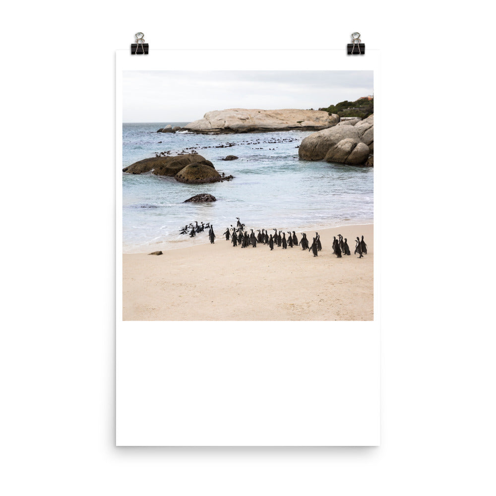 Wall art photography print poster of penguins at Boulders Beach in South Africa.