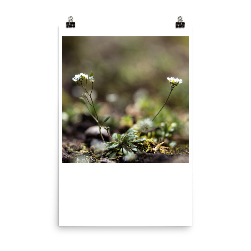 Wall art photography print poster of tiny white flower sprout