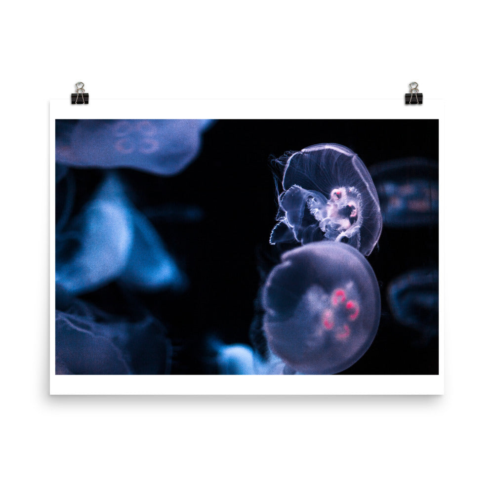 Wall art photography print poster of jellyfish underwater in color
