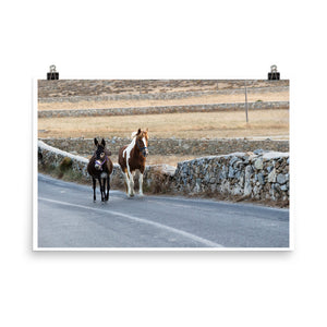 Wall art color photography print poster of horses walking on a road in Mykonos Greece