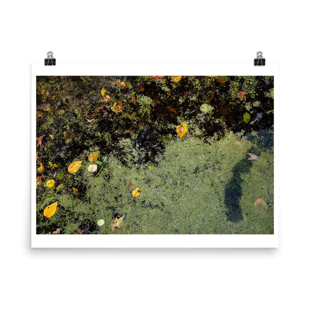 Wall art color photography print poster of Fall leaves and green algae on a lake in Connecticut USA