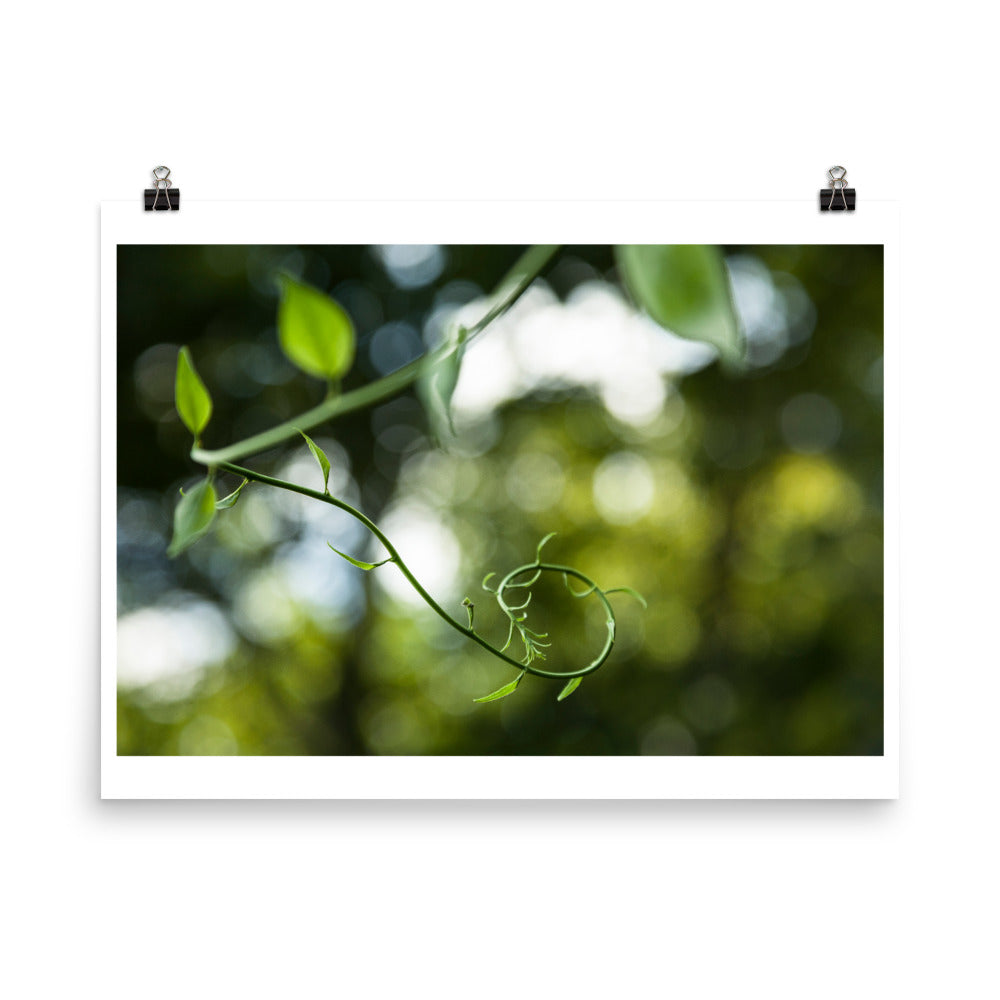 Wall art color photography print poster of leaves in Connecticut USA