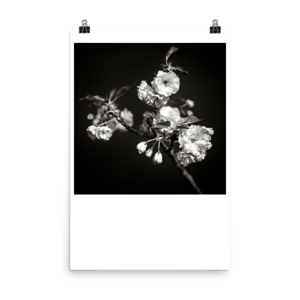 Wall art photography print poster of black and white image of flowering cherry tree branches
