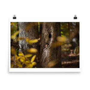 Wall art photography print poster of squirrel in a tree hole in Connecticut USA Fall