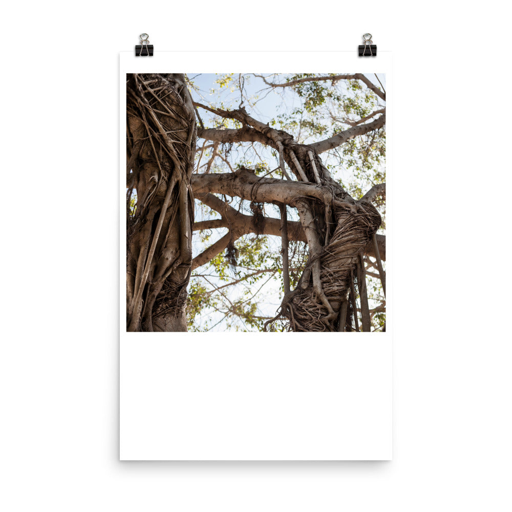 Wall art color photography print poster of trees in Miami Florida