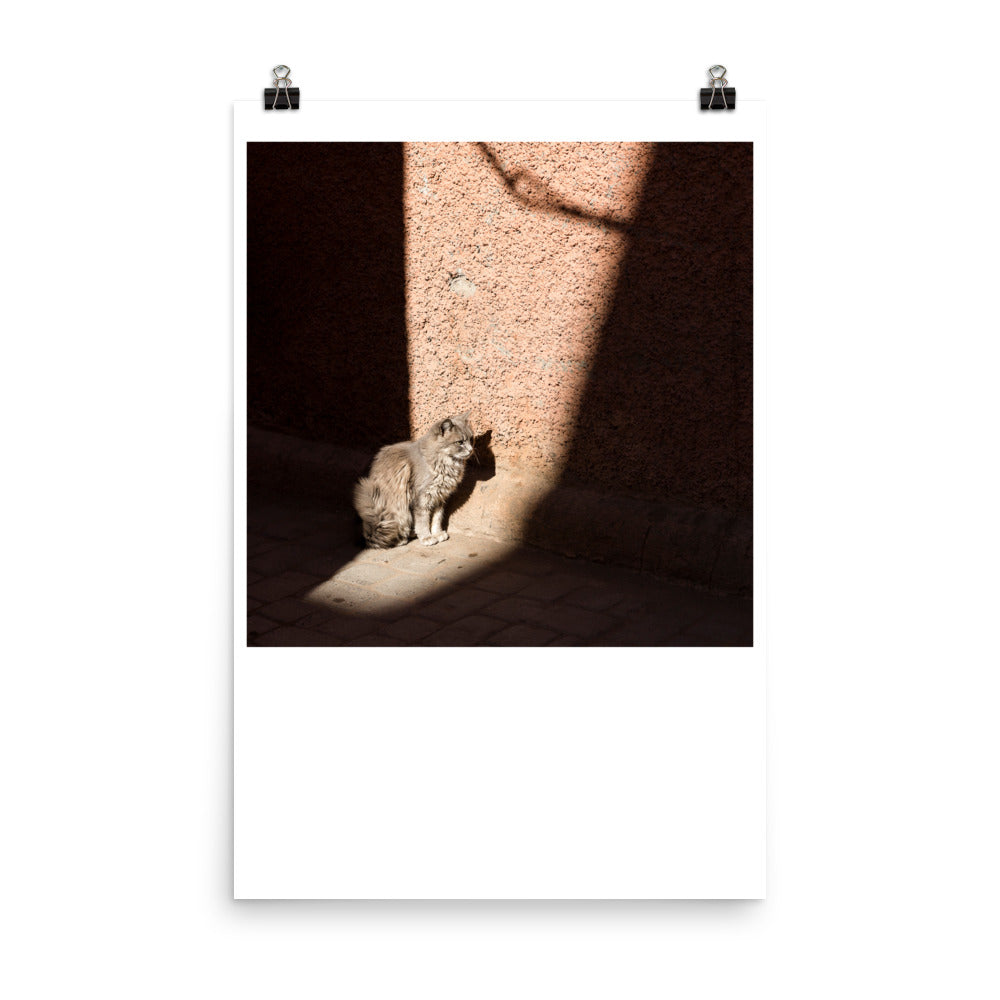 Wall art color photography print poster of a cat in the streets of Marrakech Morocco