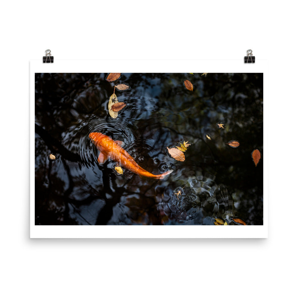 Wall art photography print poster of a Koi in a pound in Tokyo Japan