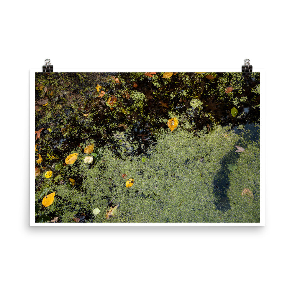 Wall art color photography print poster of Fall leaves and green algae on a lake in Connecticut USA