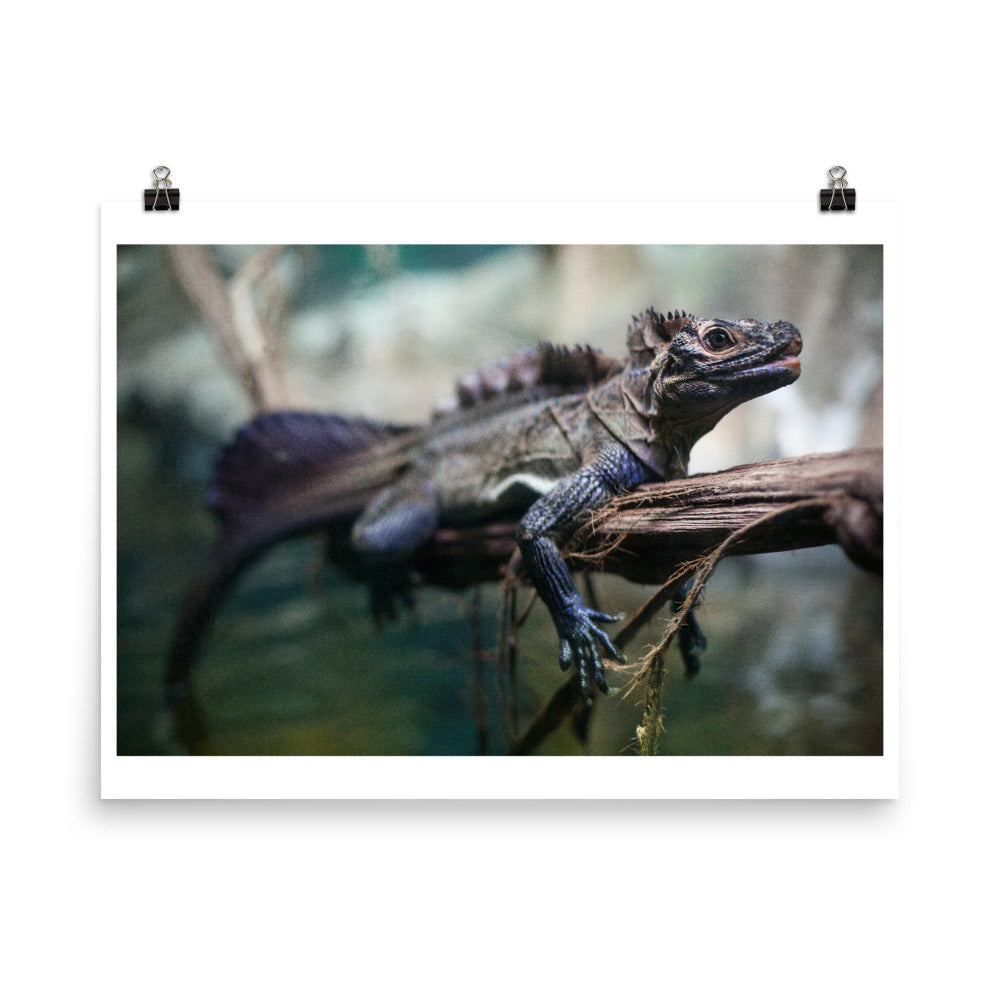 Wall art color photography print poster of lizard in Australia